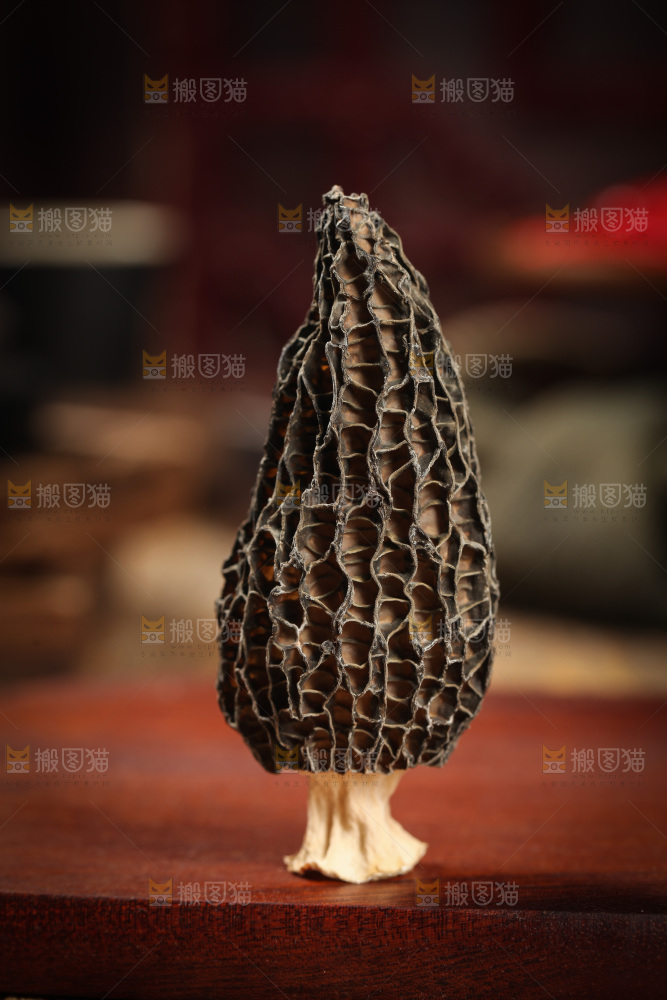 羊肚菌