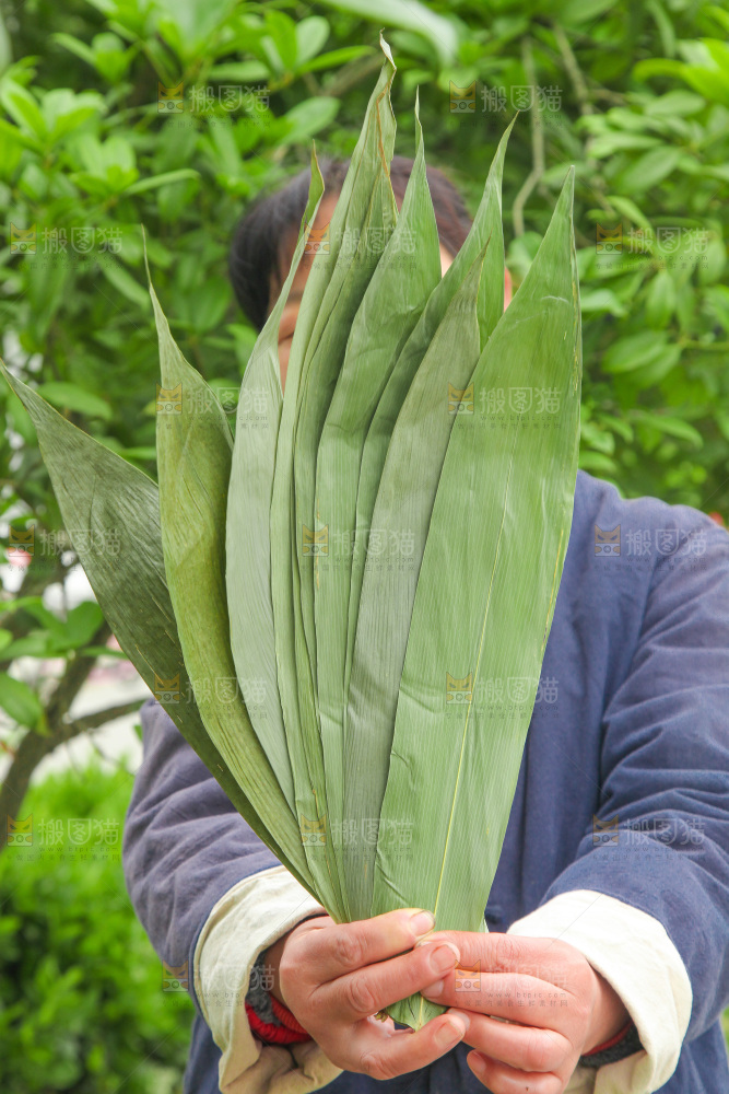 手里拿着大粽叶