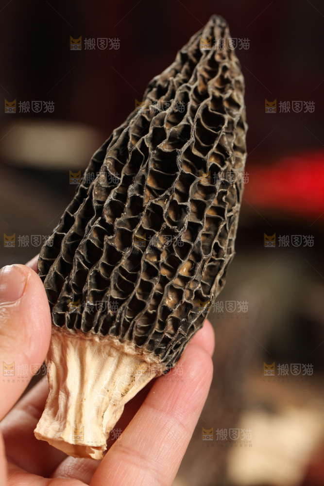 手里拿着干羊肚菌