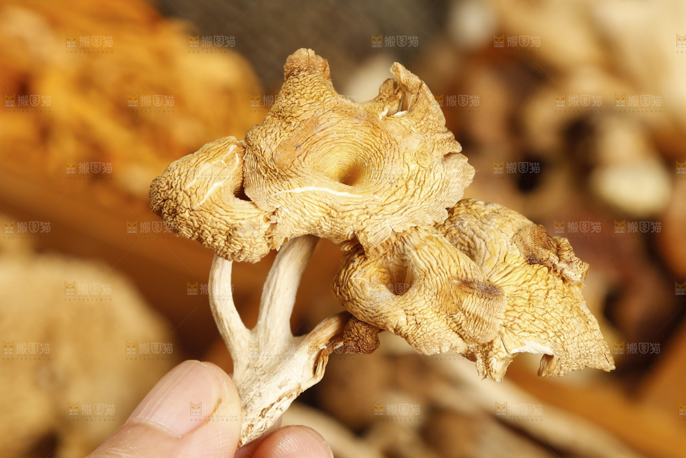 手里拿着鸡油菌