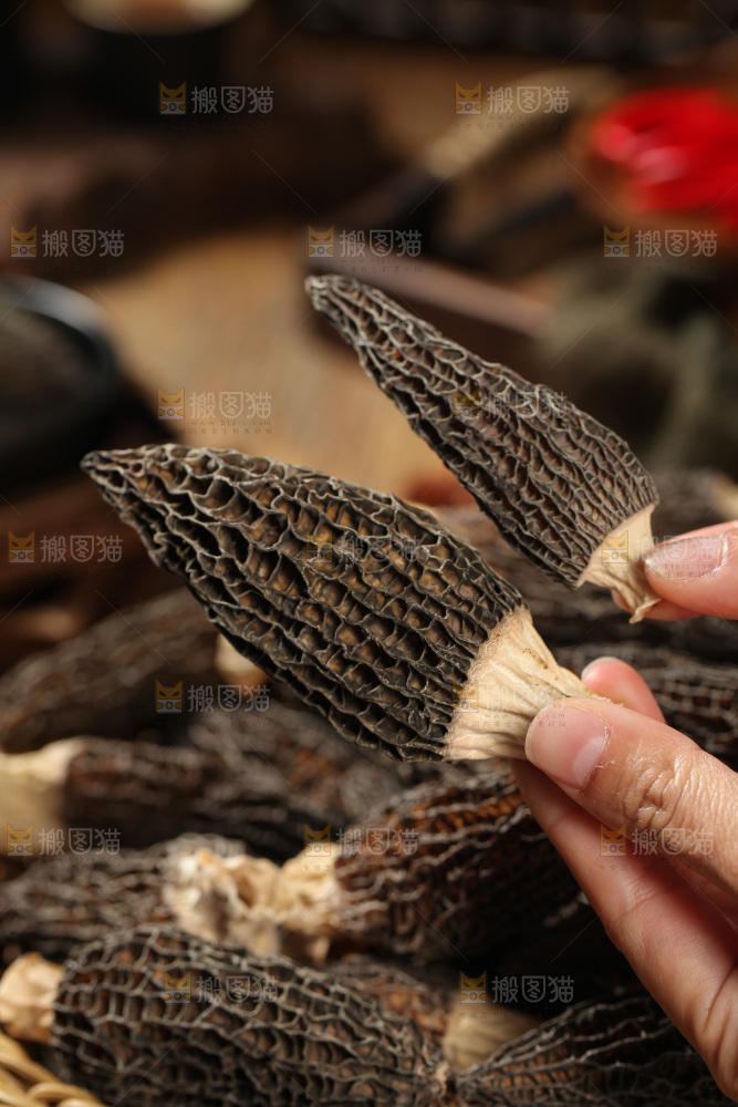 手里拿着羊肚菇