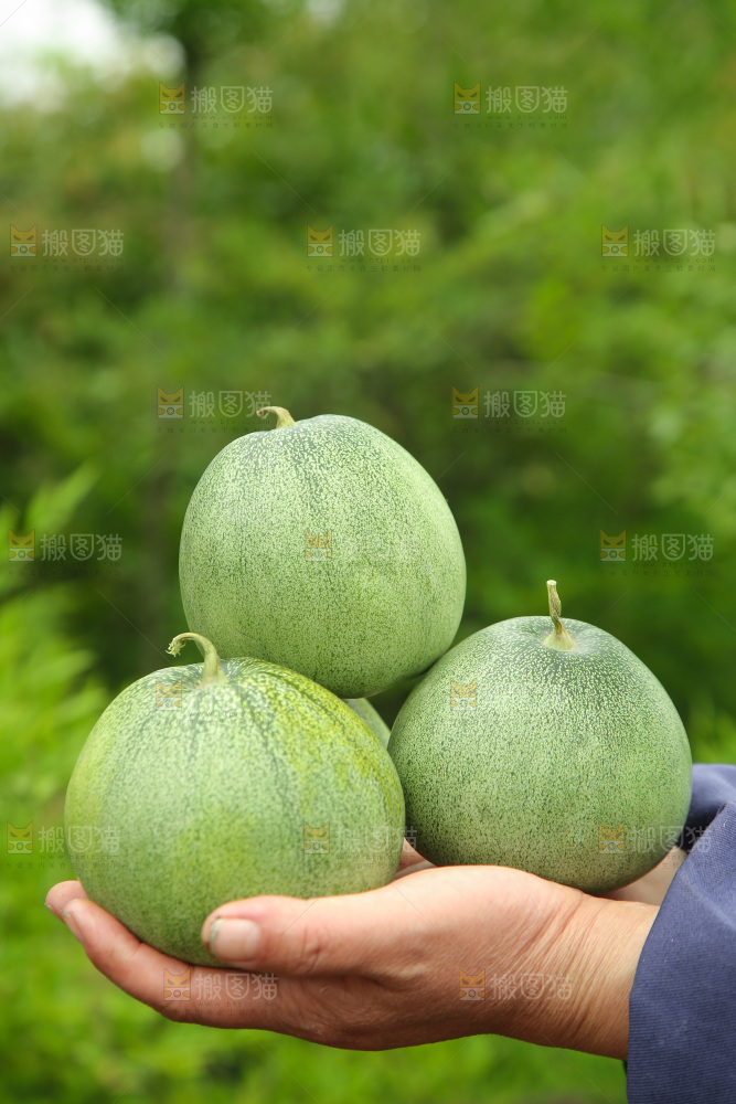 手里捧着绿宝甜瓜