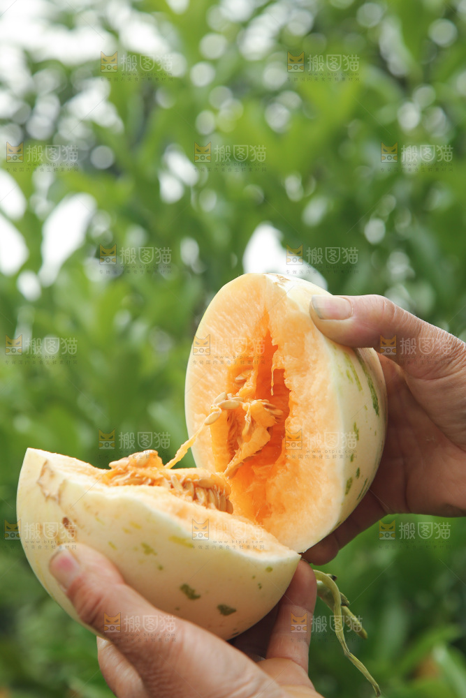 手里拿着红心月露流星蜜瓜