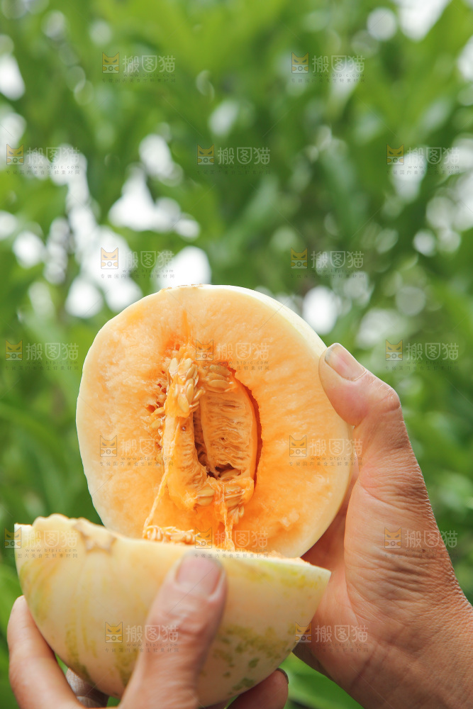 掰成两半的红心月露流星蜜瓜
