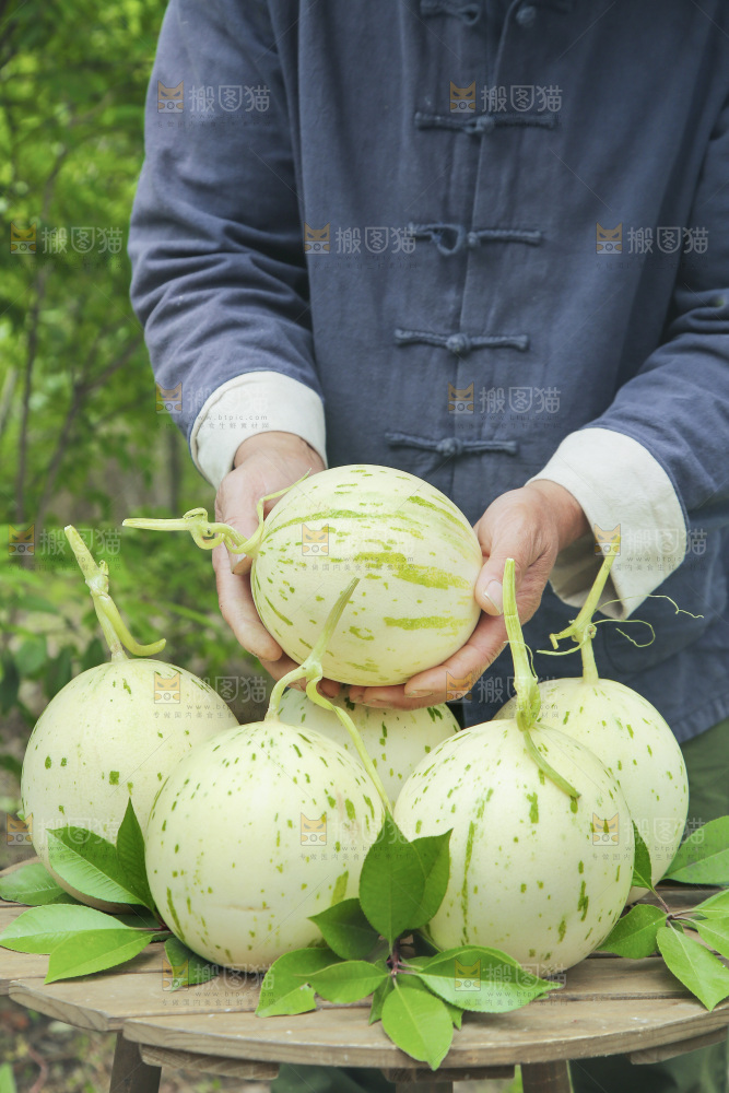 手里拿着月露蜜瓜