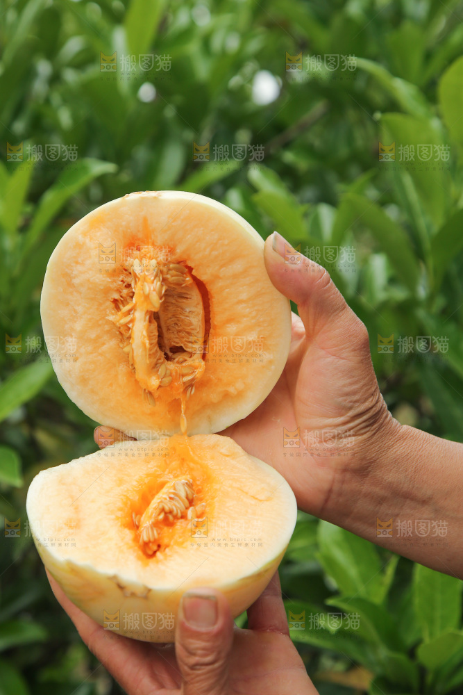 手里拿着红心月露流星蜜瓜
