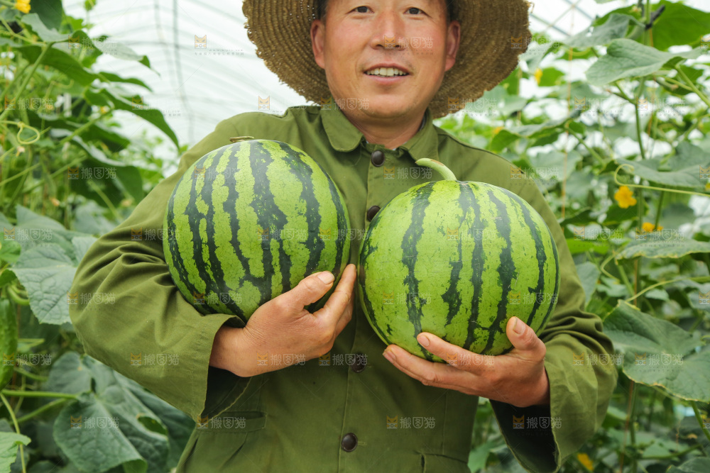 手里抱着麒麟瓜