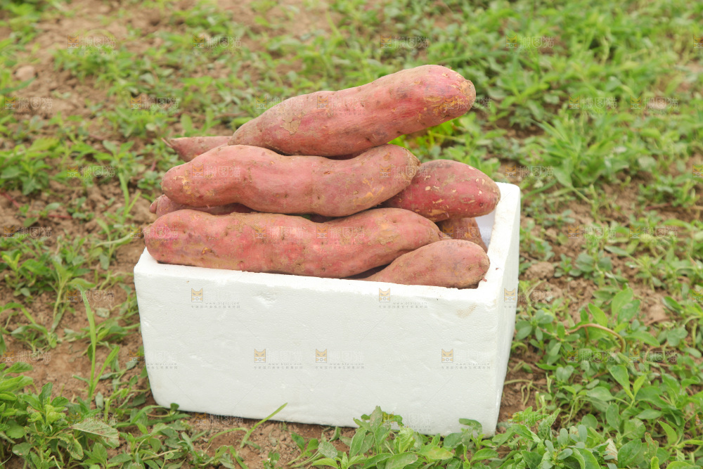 一箱白心板栗红薯
