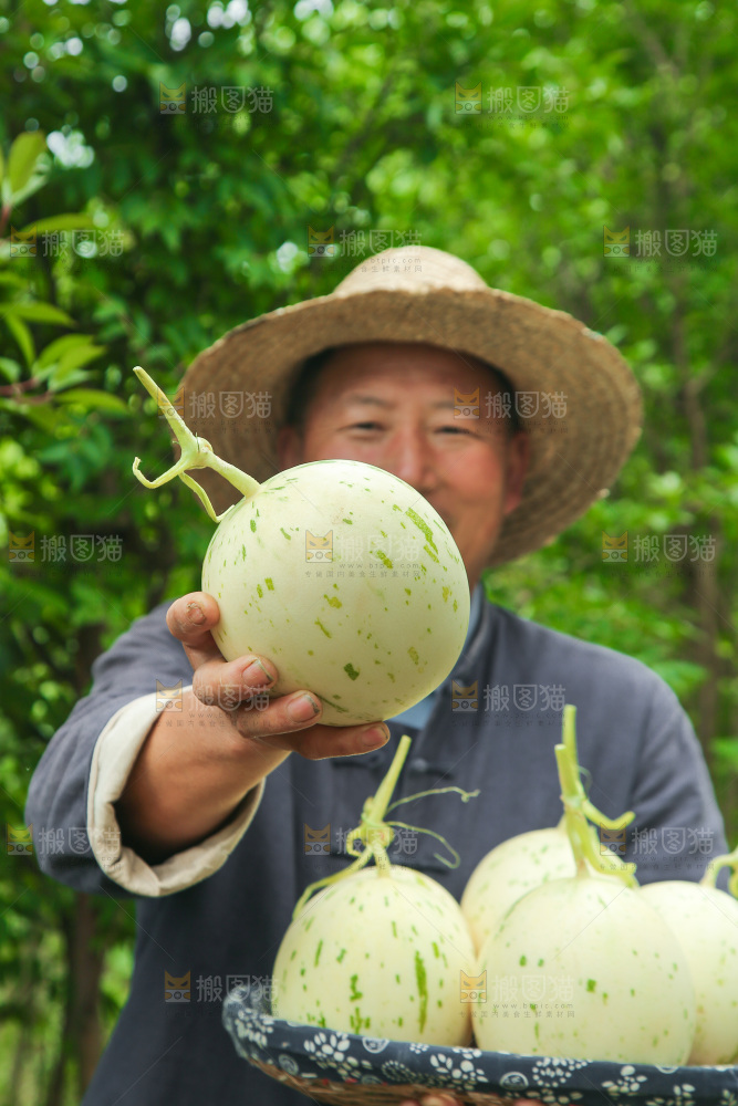 手里拿着月露流星蜜瓜