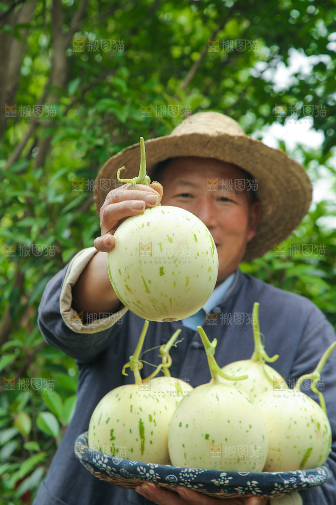 手里拿着月露蜜瓜