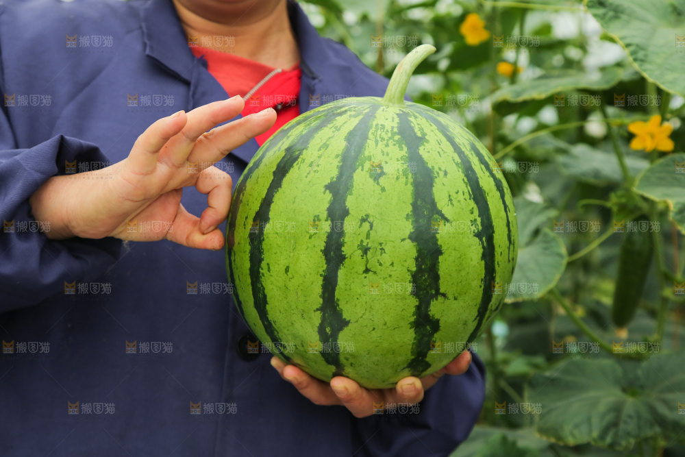 手里拿着个西瓜