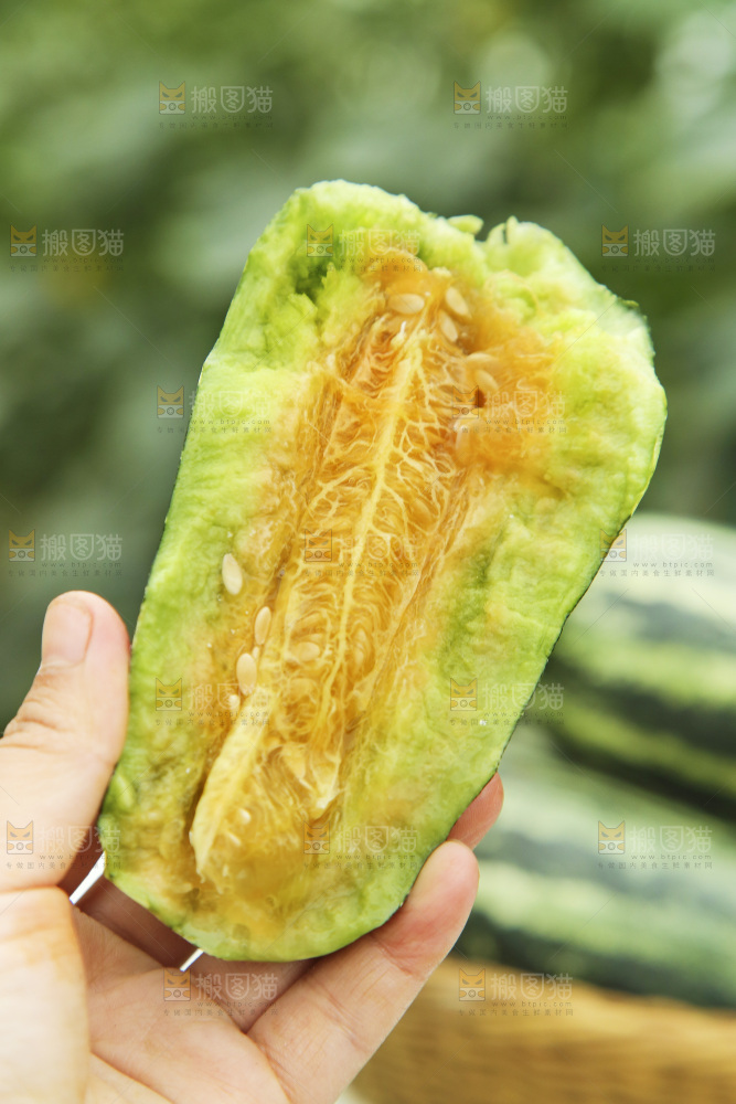 手里拿着博洋9号