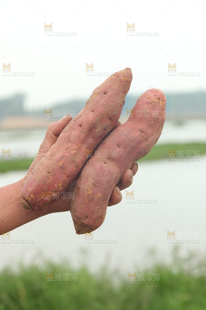 手里拿着板栗红薯