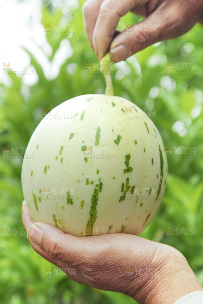 手里拿着月露蜜瓜