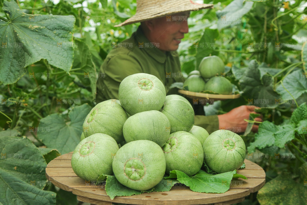 一堆绿宝甜瓜