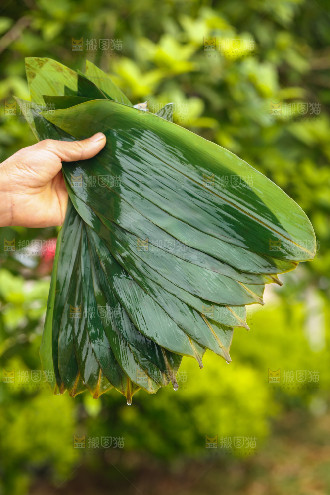 手里拿着粽子叶