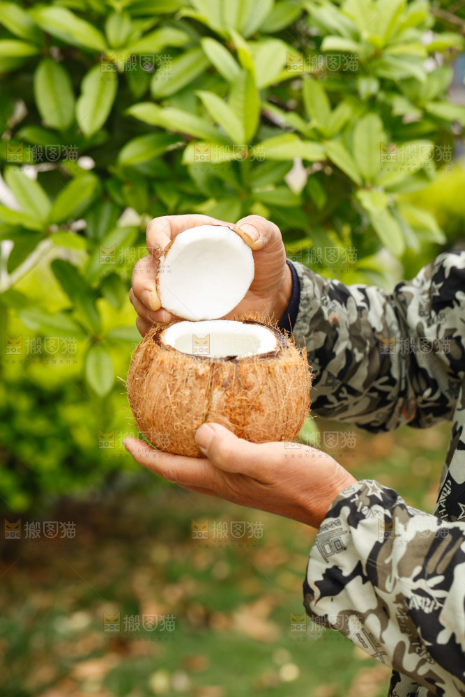 手里拿着椰子