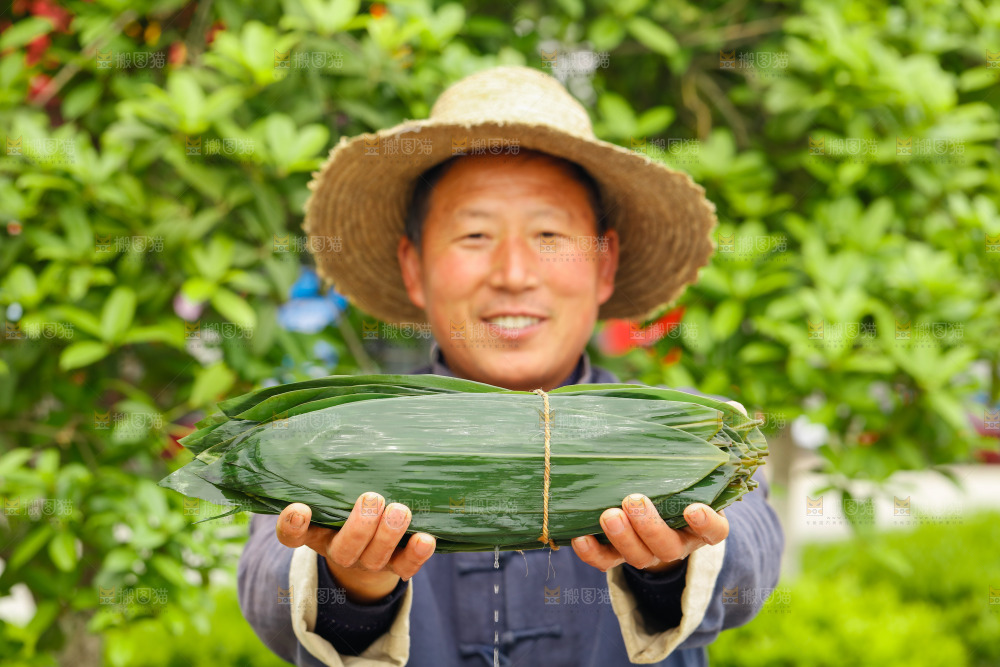 手拿着新鲜粽叶