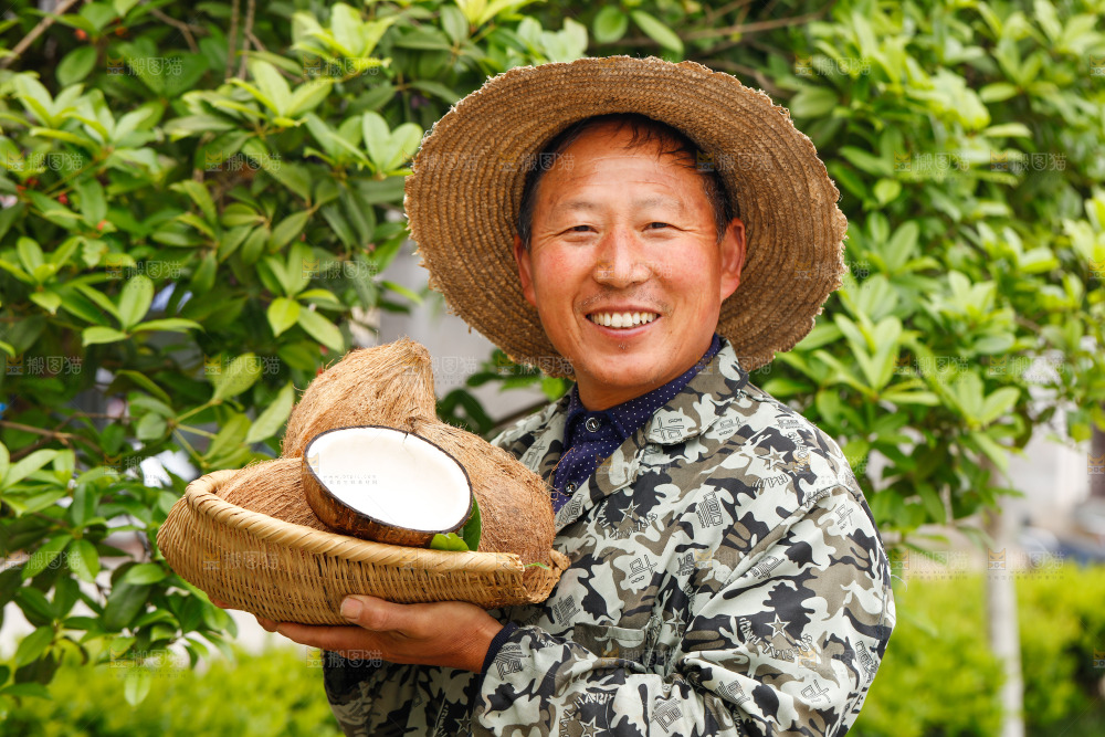 手里端着一篮海南毛椰子