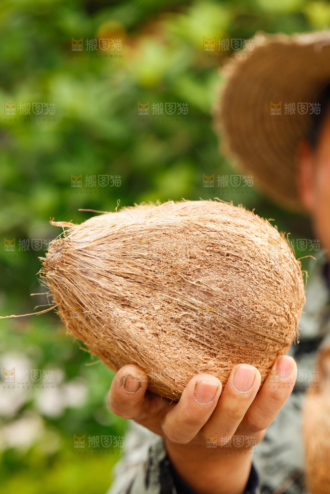 手里拿着老椰子