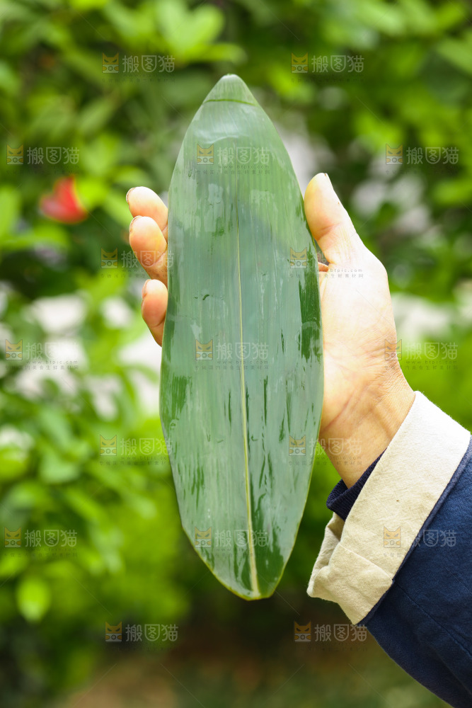 手里拿着新鲜粽叶