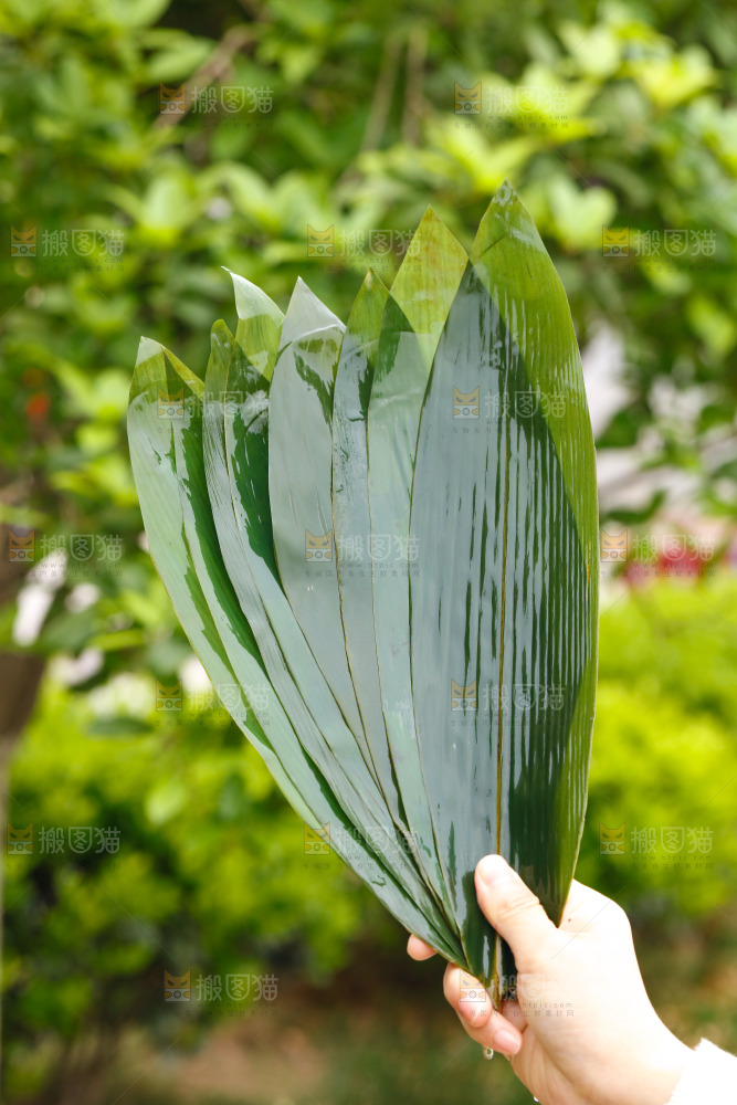 手里拿着新鲜粽叶