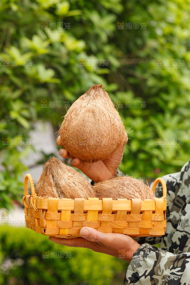 手里端着一篮海南牛奶老椰子