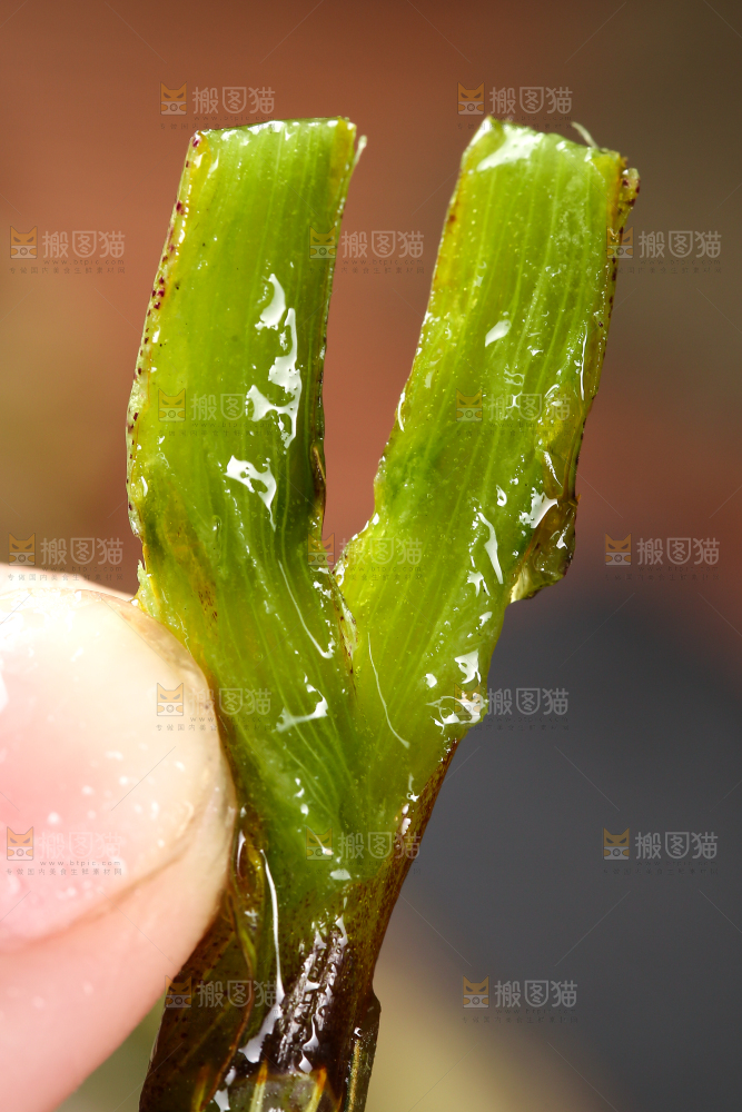 手里拿着石斛鲜条