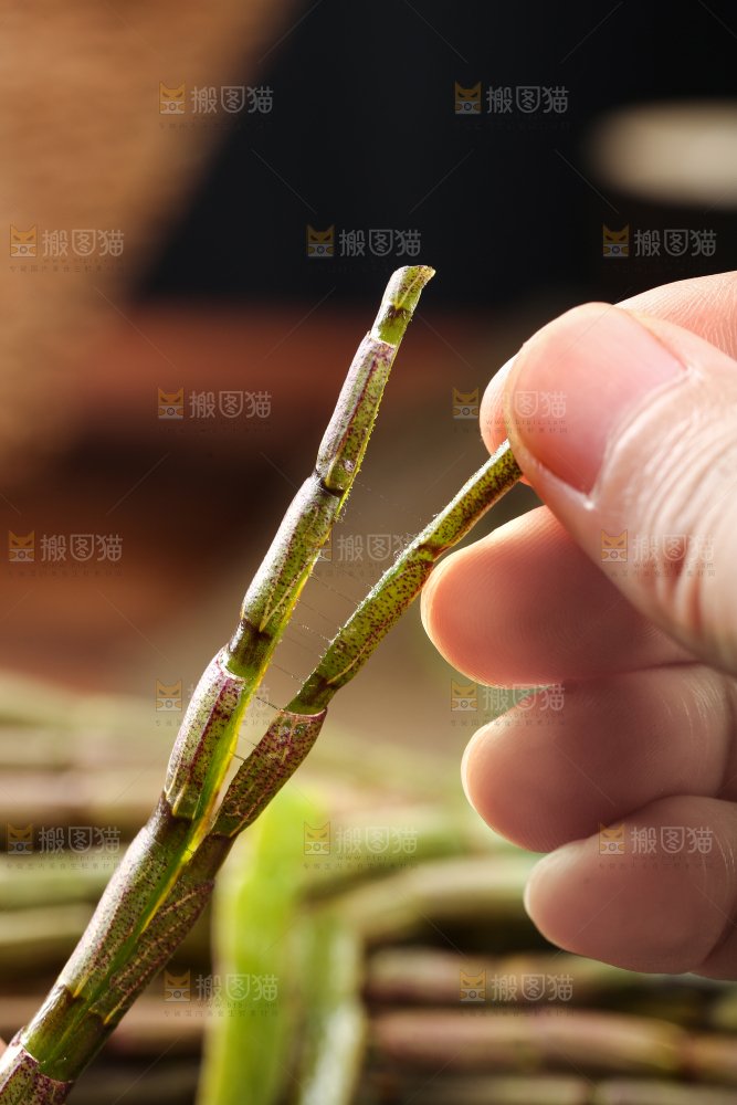 手里拿着石斛鲜条
