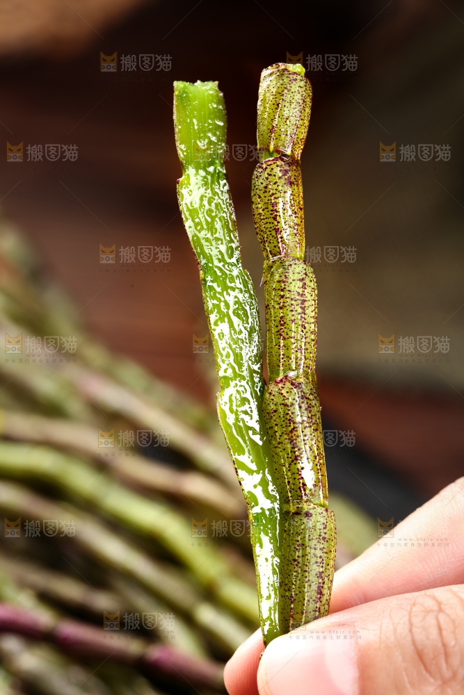 手里拿着石斛鲜条