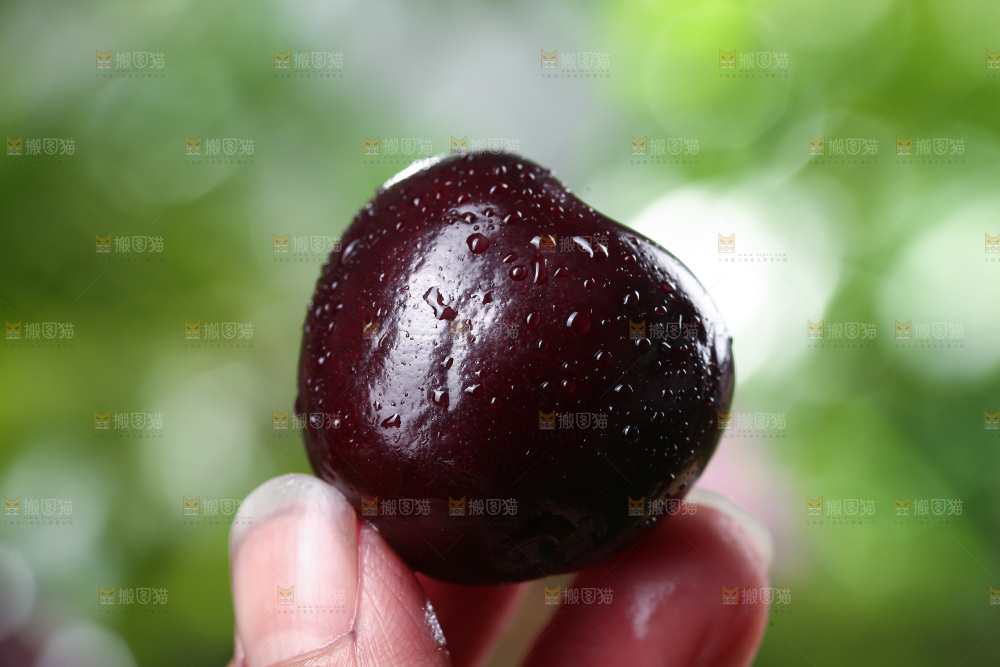手里拿着黑珍珠