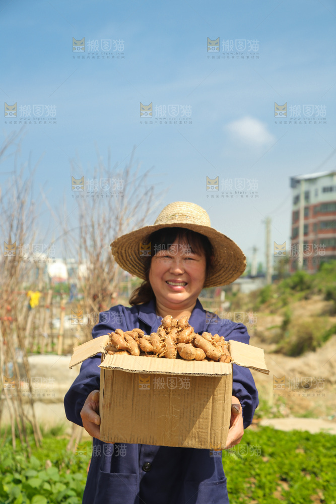 农田里女人手拿着一箱沙姜