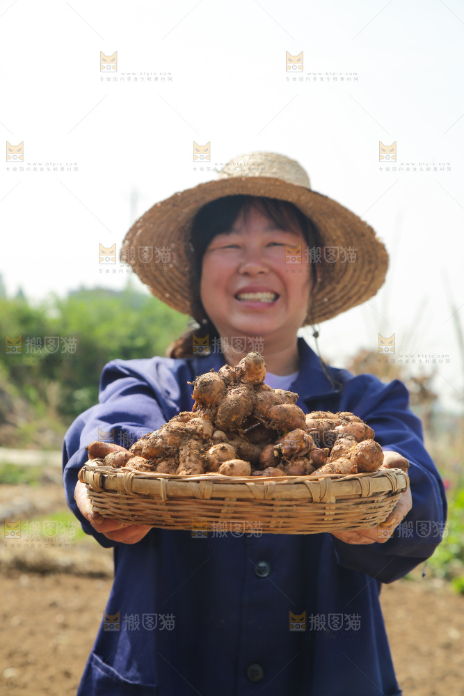 农田里女人手端着一篮新鲜沙姜