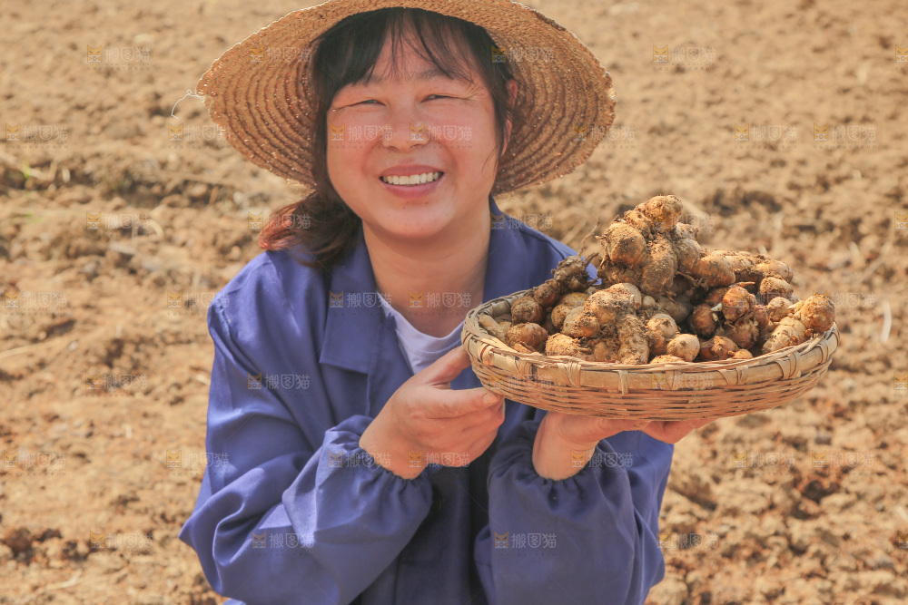 农田里女人手端着一篮新鲜沙姜