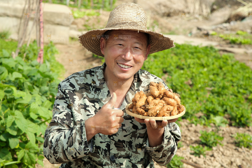 农田里农民手端着一盘沙姜