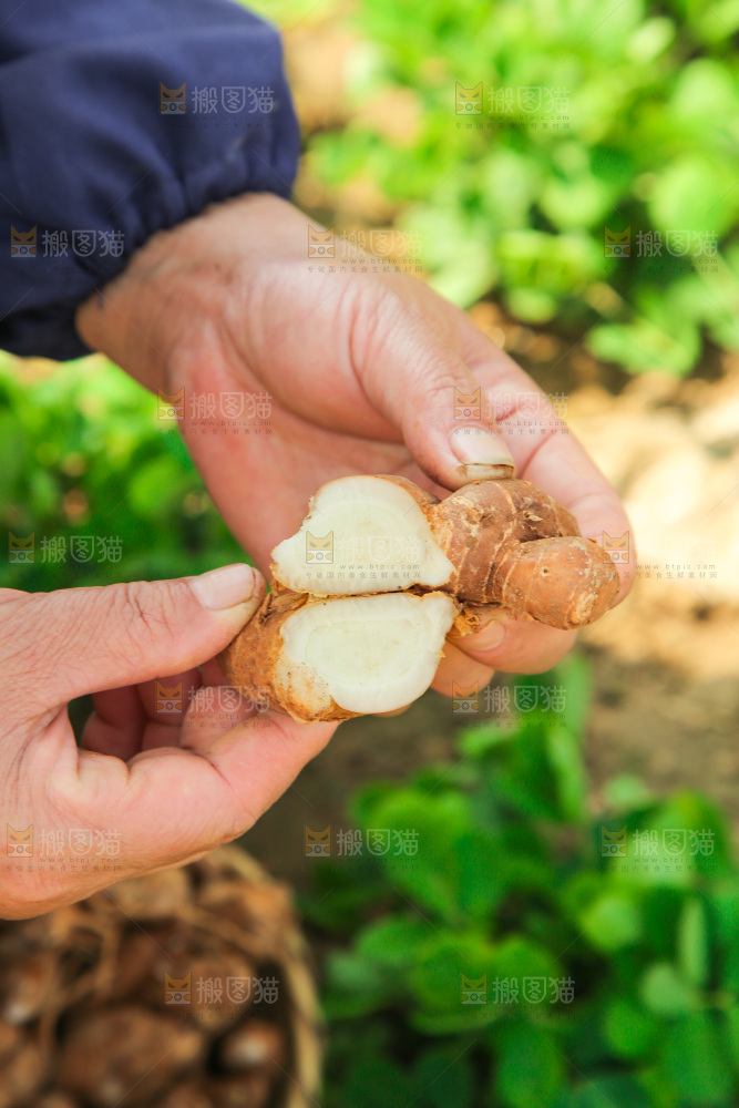 手拿着新鲜沙姜