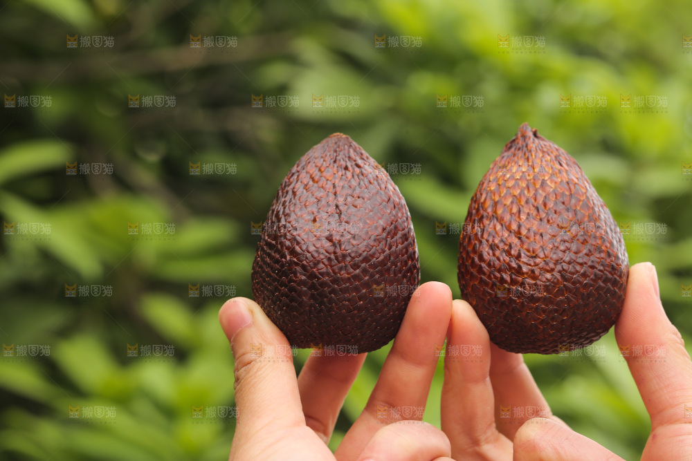 手里拿着新鲜印尼蛇皮果