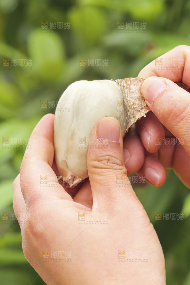 手剥新鲜印尼蛇皮果