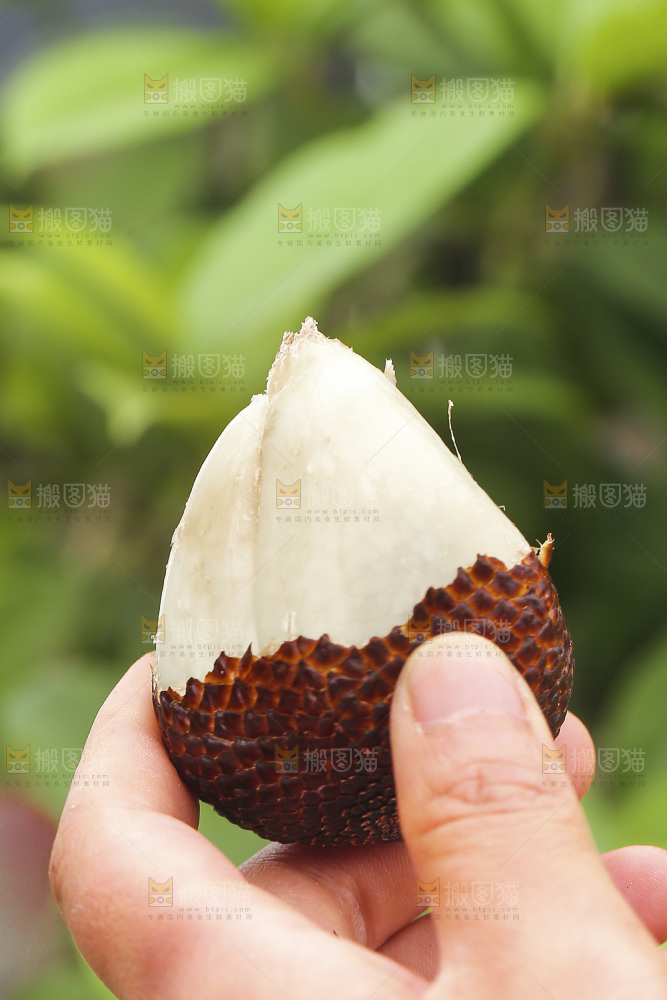 手里拿着新鲜印尼蛇皮果