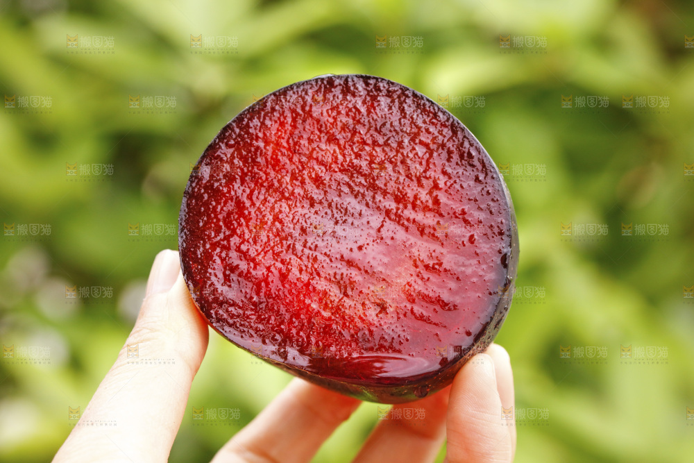 手里拿着恐龙蛋李