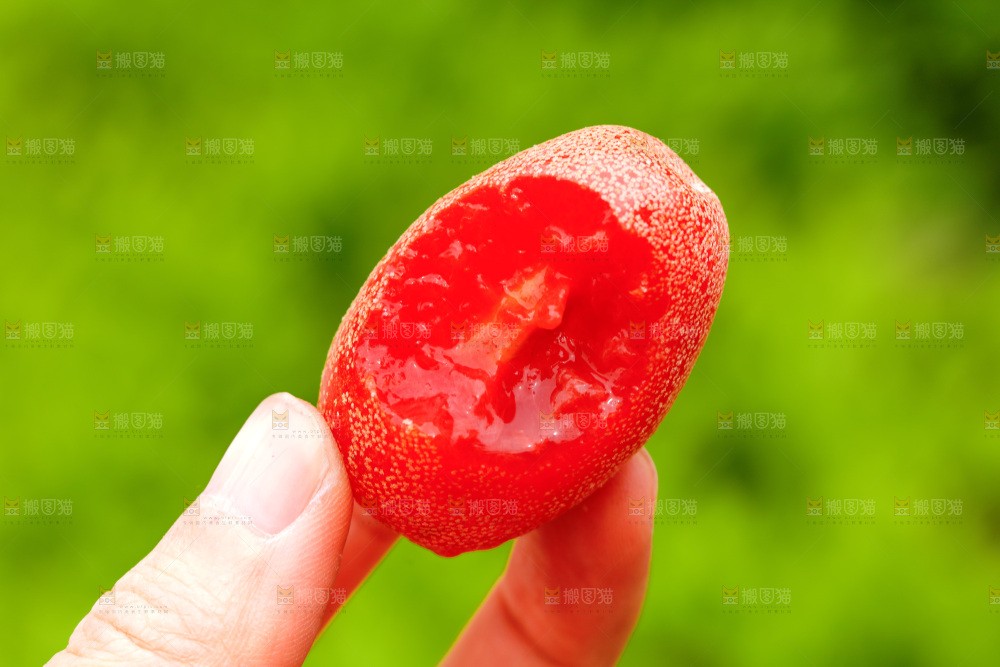 手里拿着酸甜羊奶果