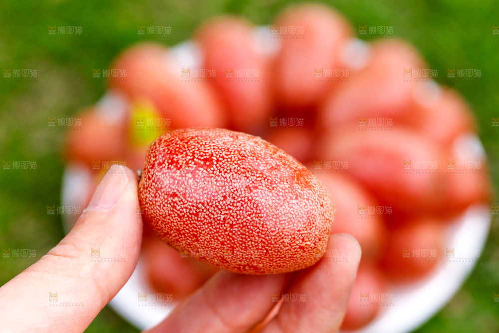 手里拿着羊奶果