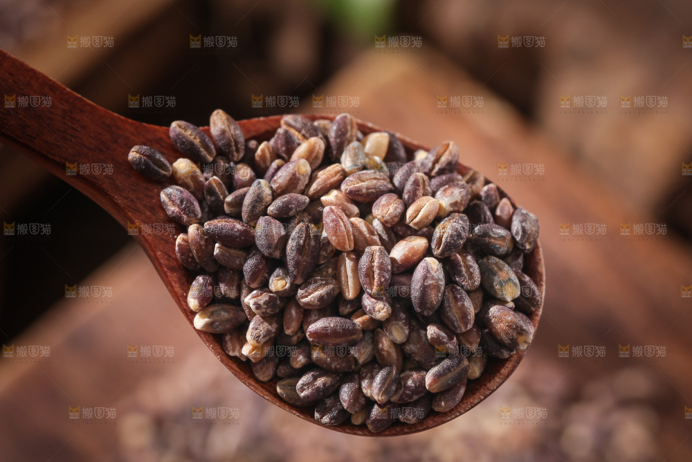 勺子上舀着黑青稞