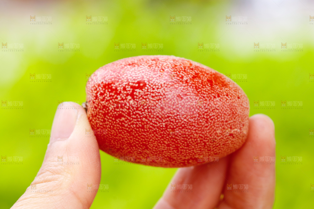 手里拿着羊奶果