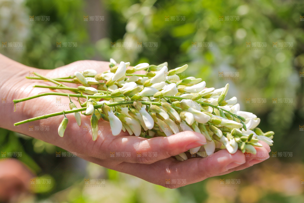 手里拿着新鲜槐花