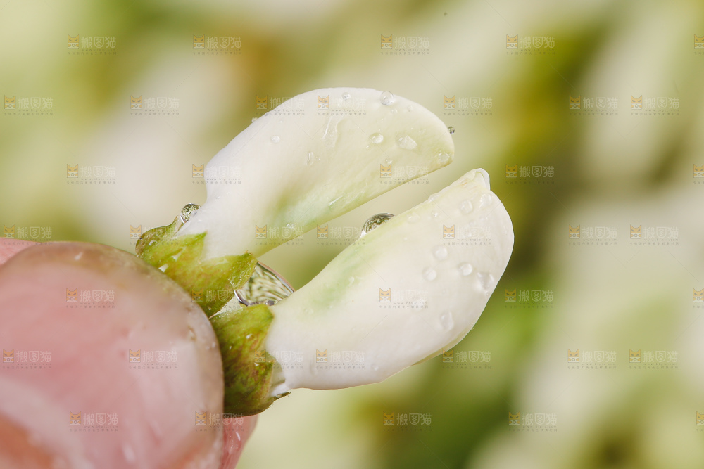 洋槐花特写