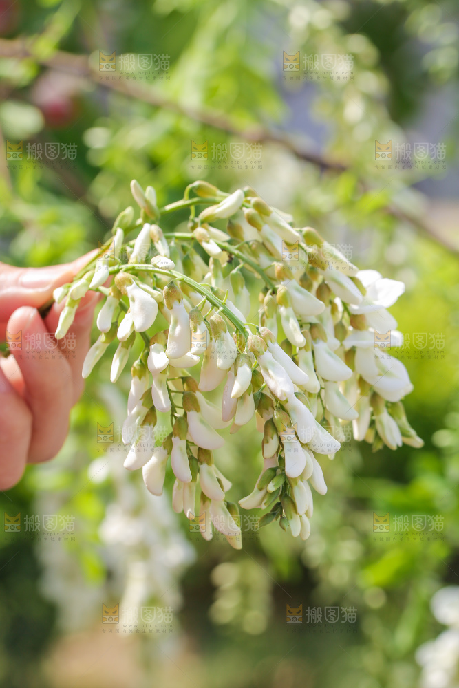 手里拿着槐花