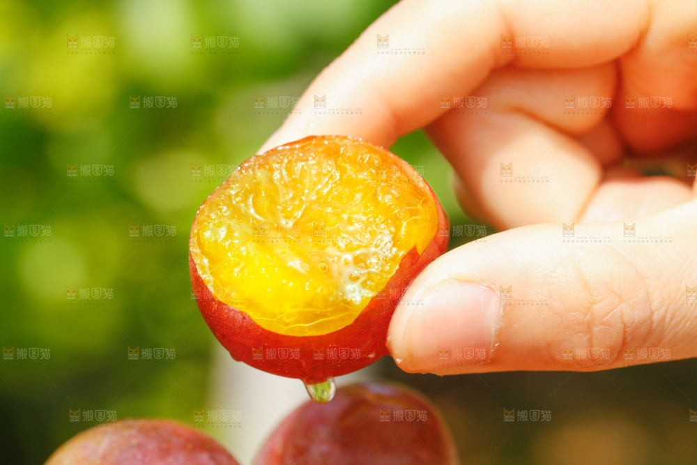 手里拿着新疆西梅