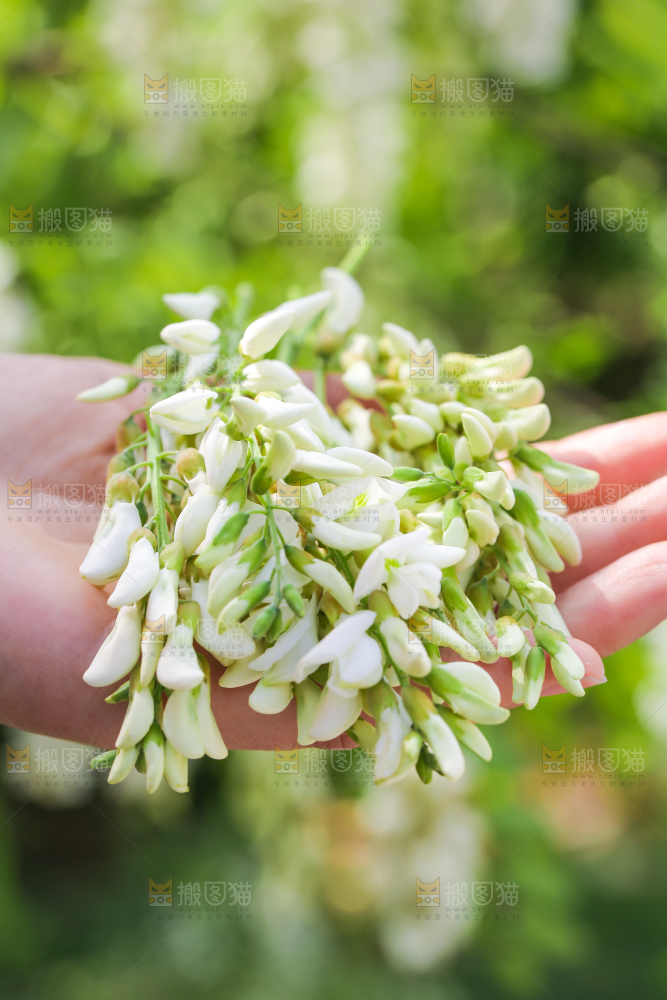 手里拿着新鲜槐花