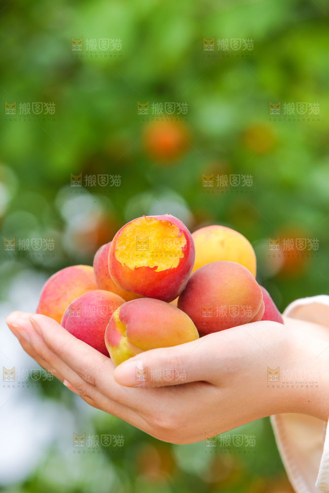 小红杏